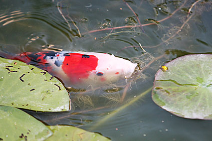 Horst's Koi Karpfen