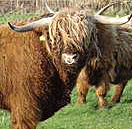 Langeoog Ferieninsel Highlandrinder